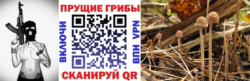 купить  сайты  Покачи  Псилоцибиновые грибы мицелий 